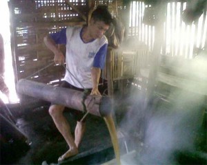 arenga palm sugar process