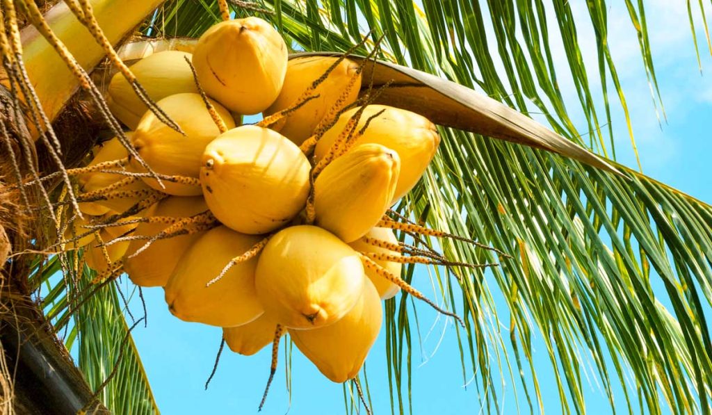 Sugar from Coconut Blossom - 1 Benefits of Coconut Tree