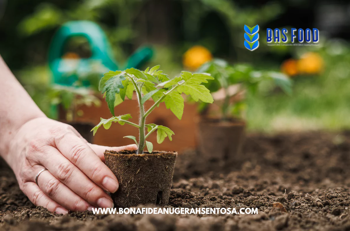 buy coco peat near me