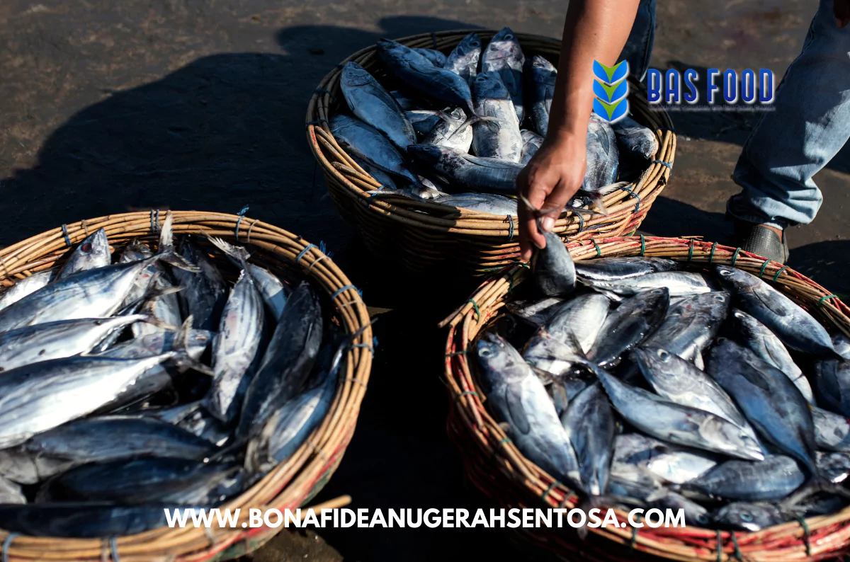 mackerel tuna supplier indonesia