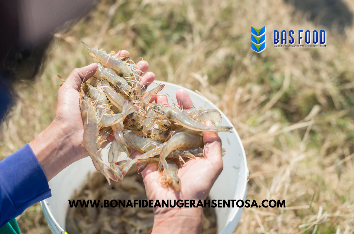 vannamei shrimp exporter