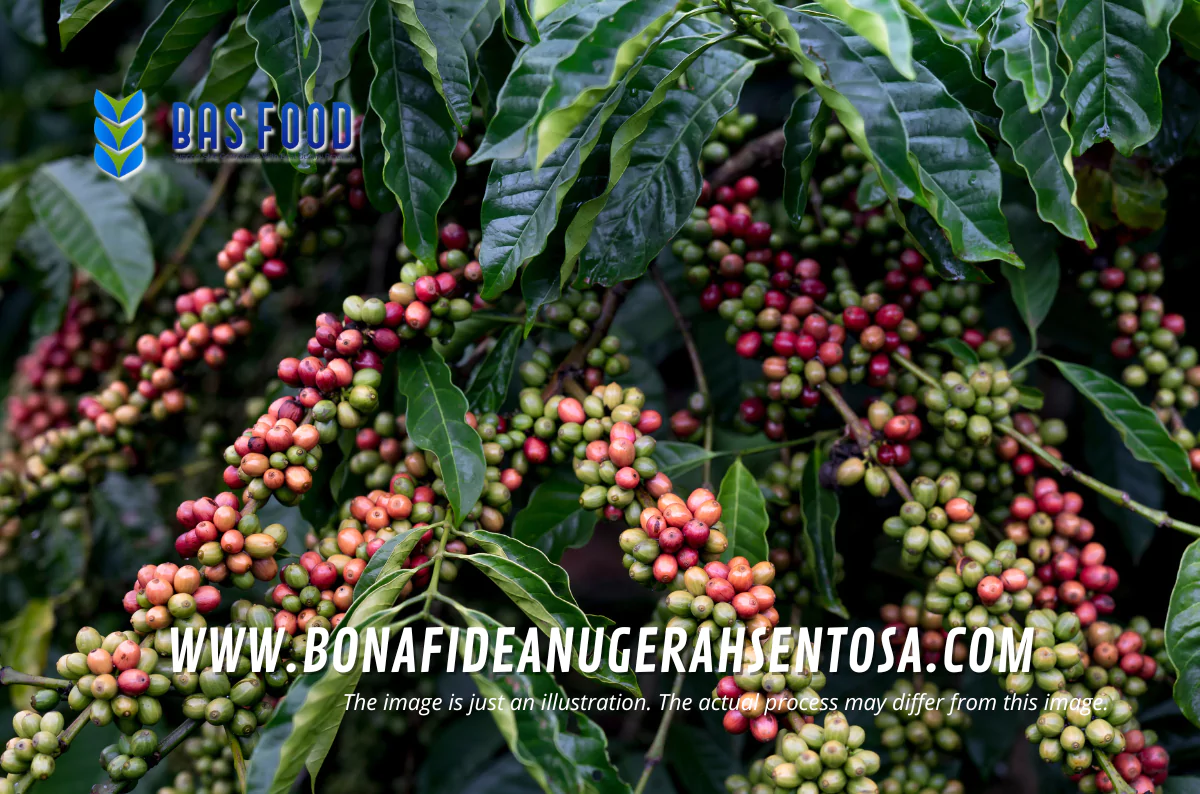 green beans coffee exporter