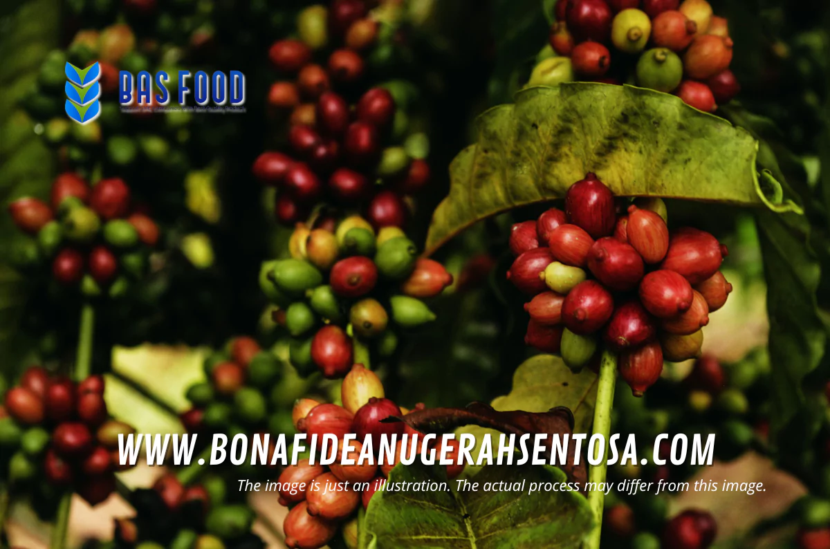 green beans robusta coffee supplier