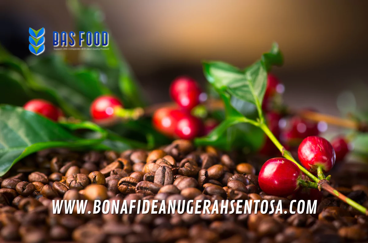 green robusta coffee mandailing suppliers