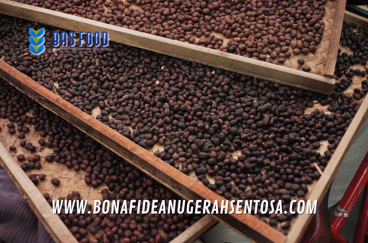 robusta coffee for processing