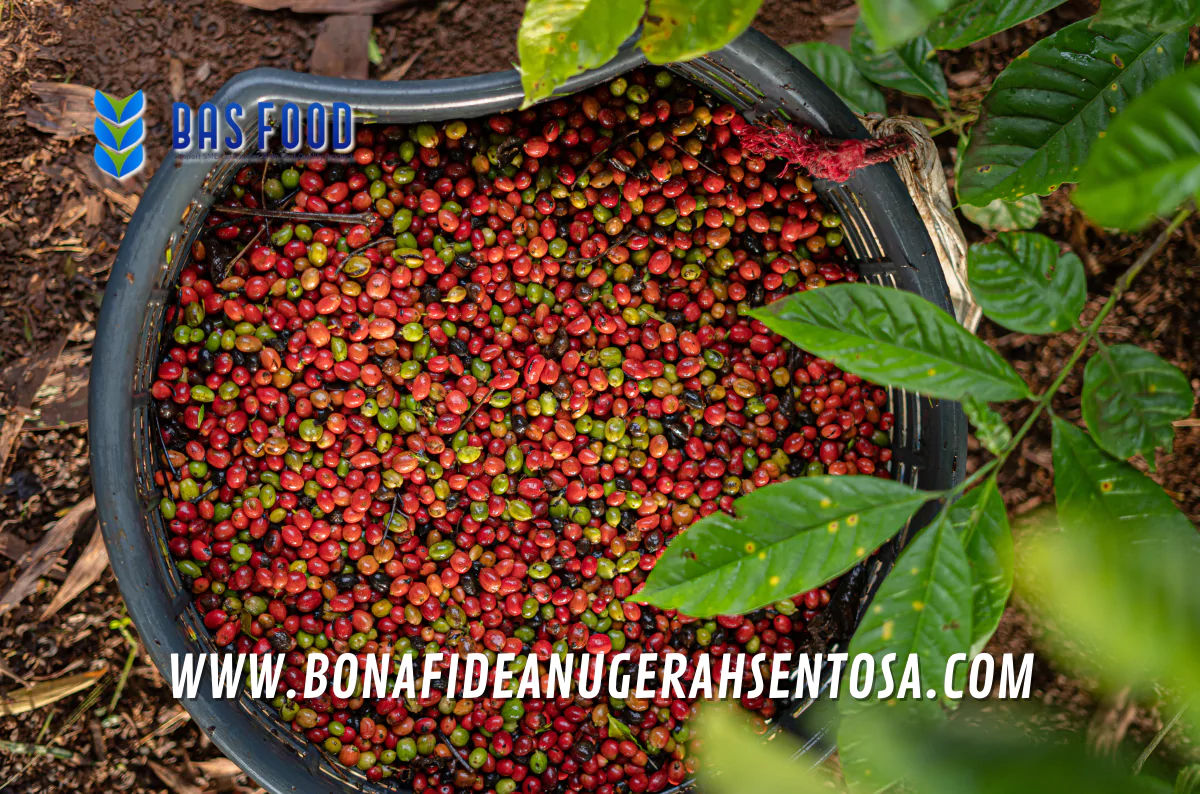 robusta ek1 coffee supplier