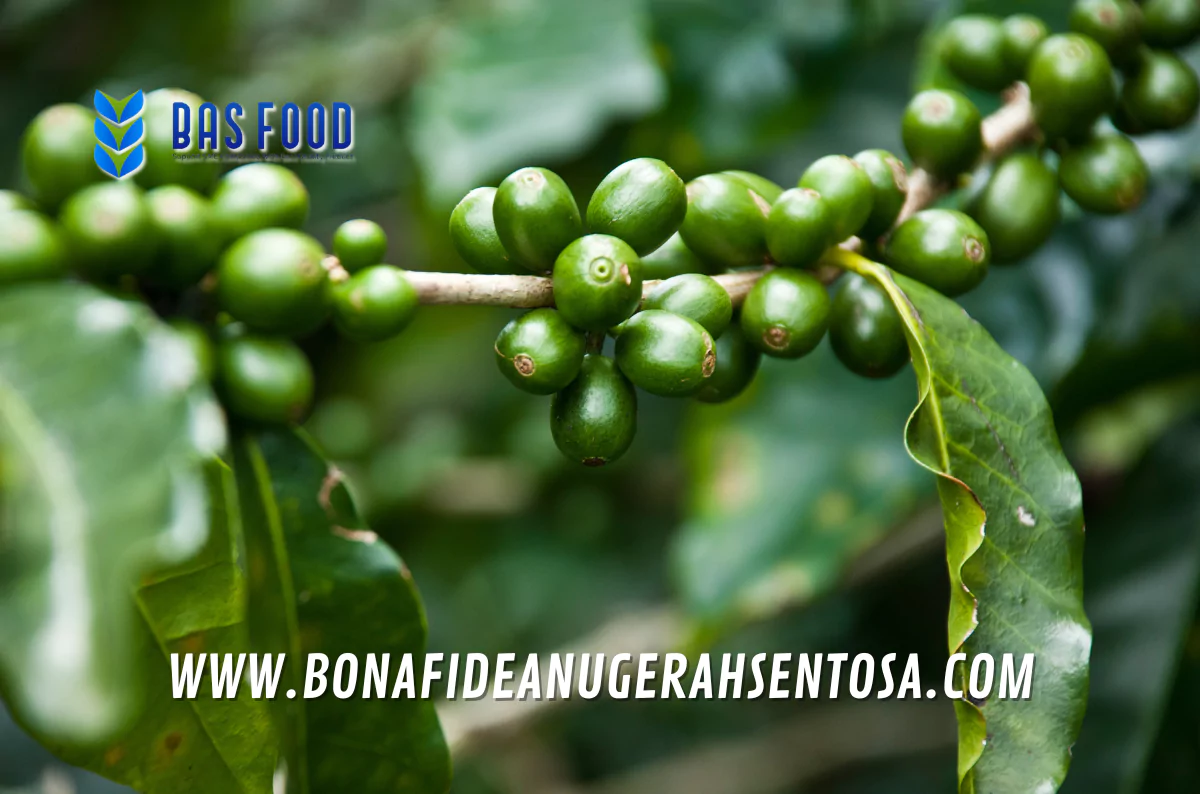 sumatra mandheling green coffee beans