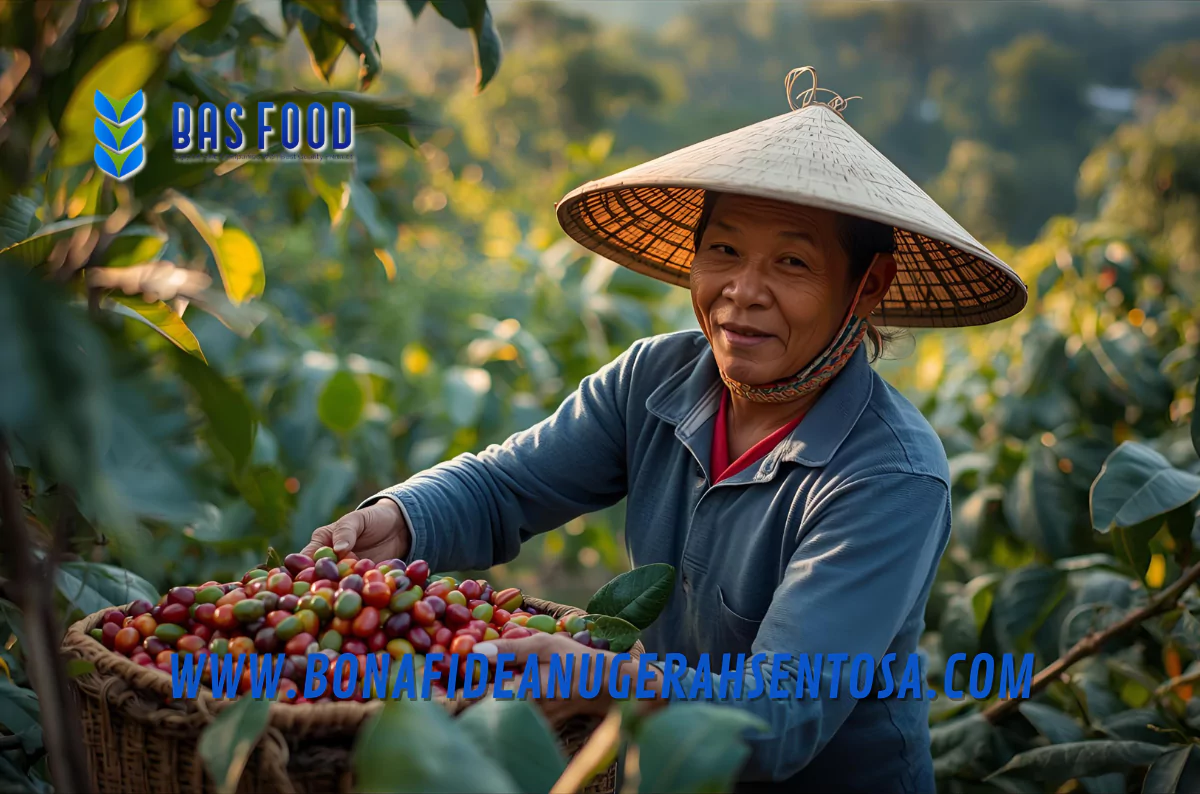 robusta coffee export indonesia