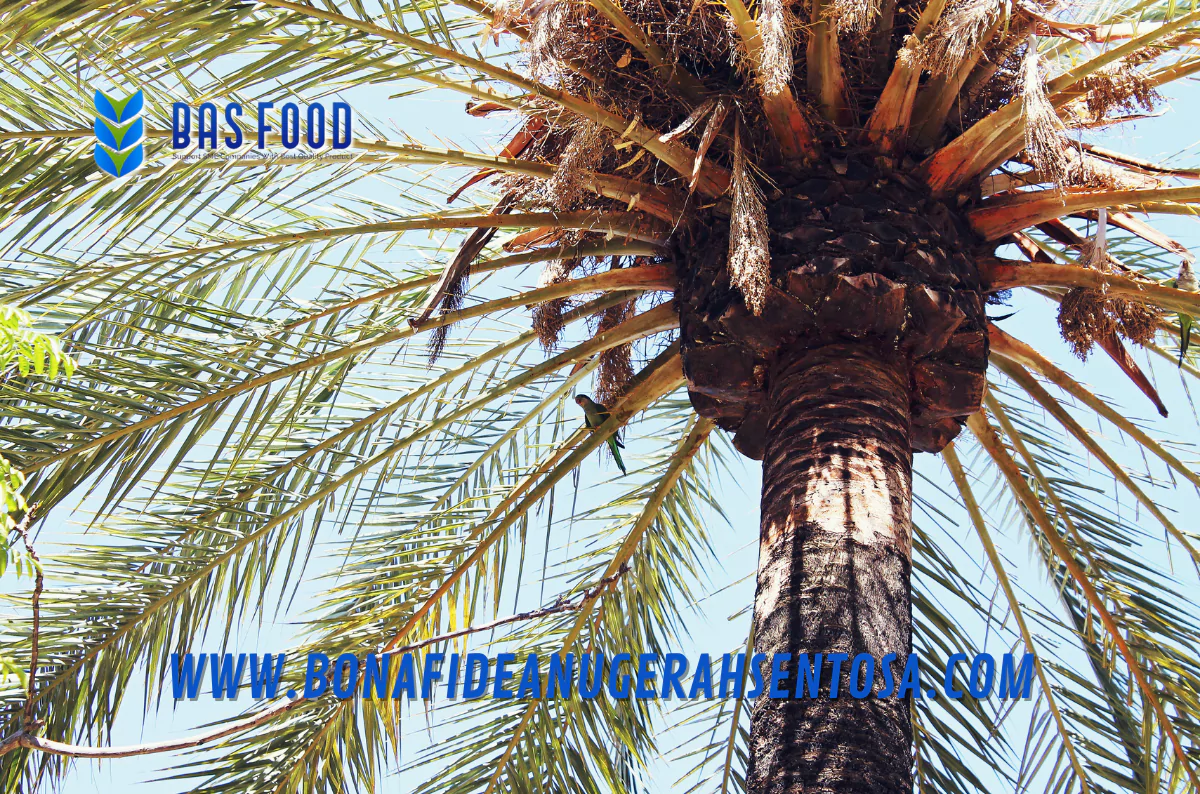 what is organic palm sugar