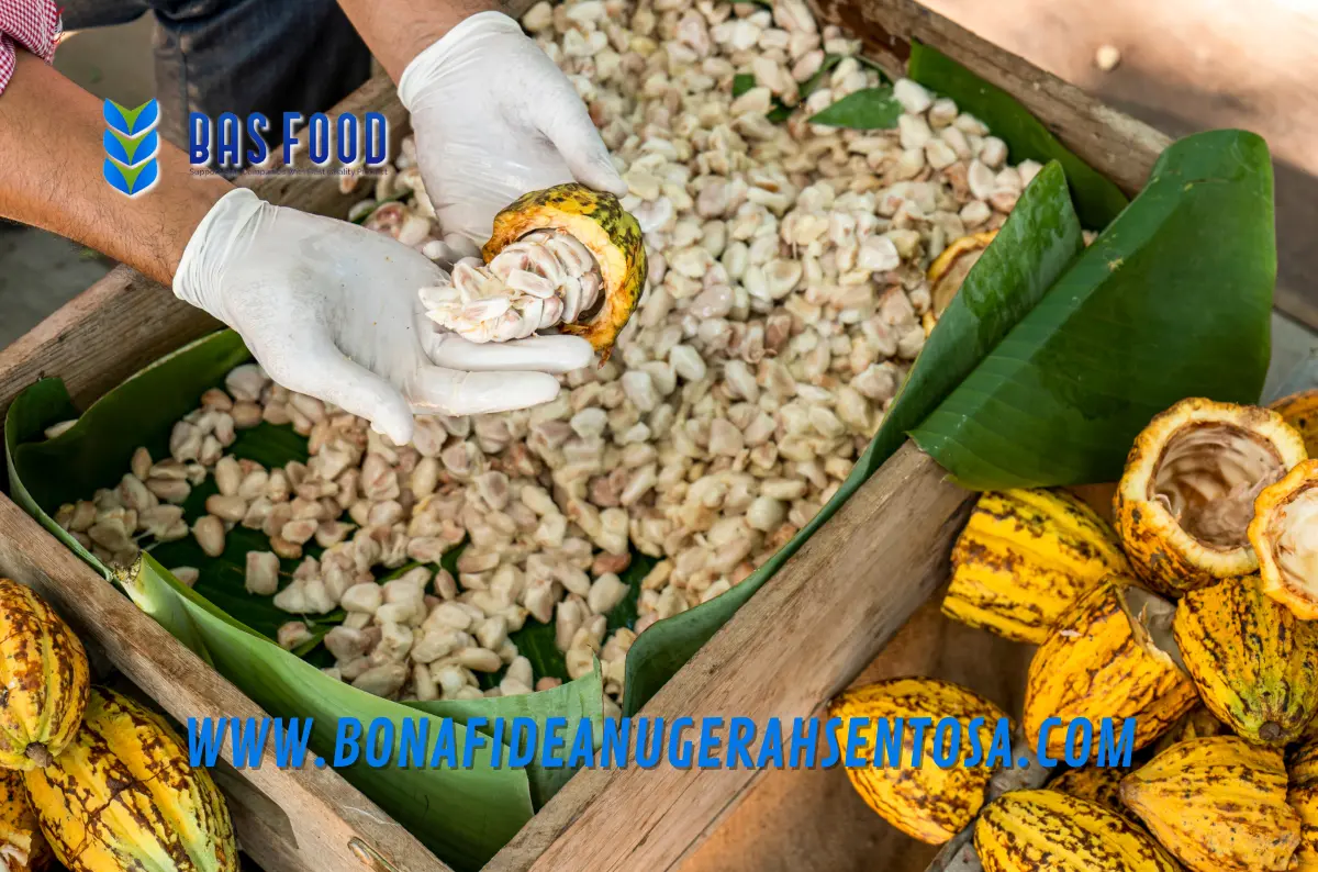 cocoa bean quality for powder