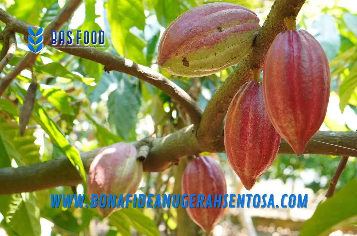 cocoa powder price factors