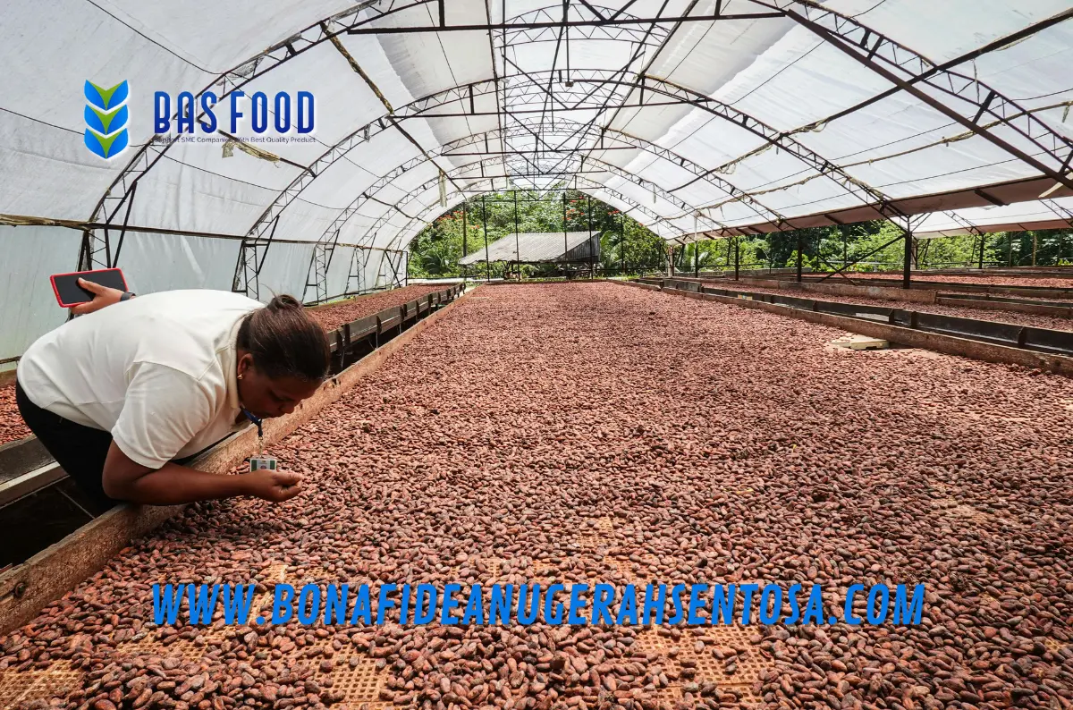 sourcing cocoa powder