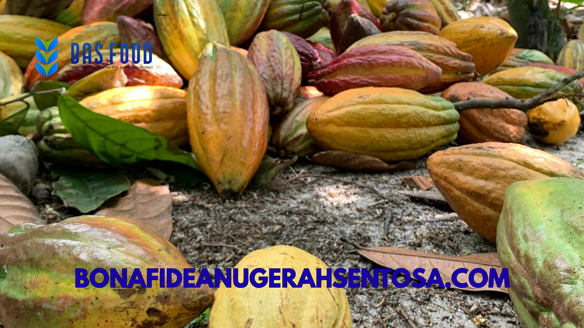 asian vs african cocoa powder quality