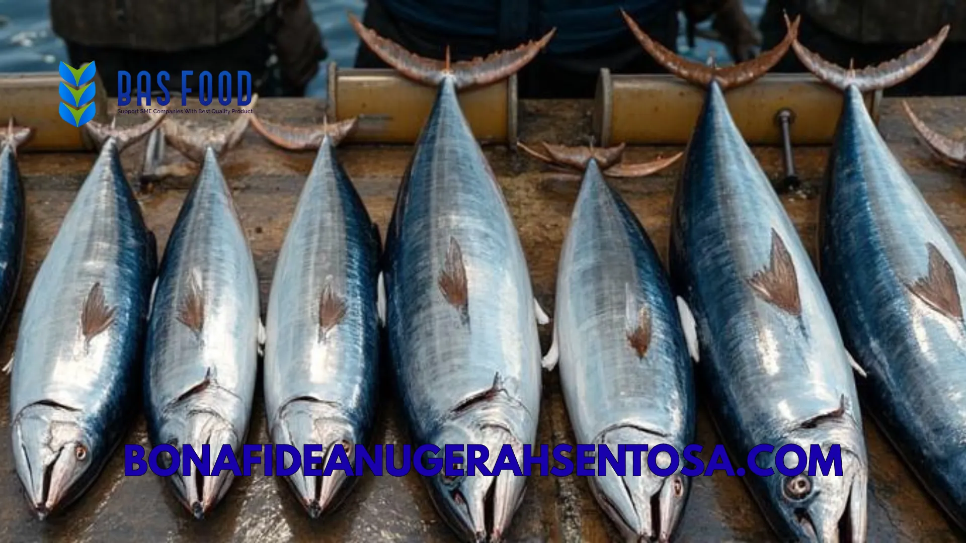bluefin tuna size grading