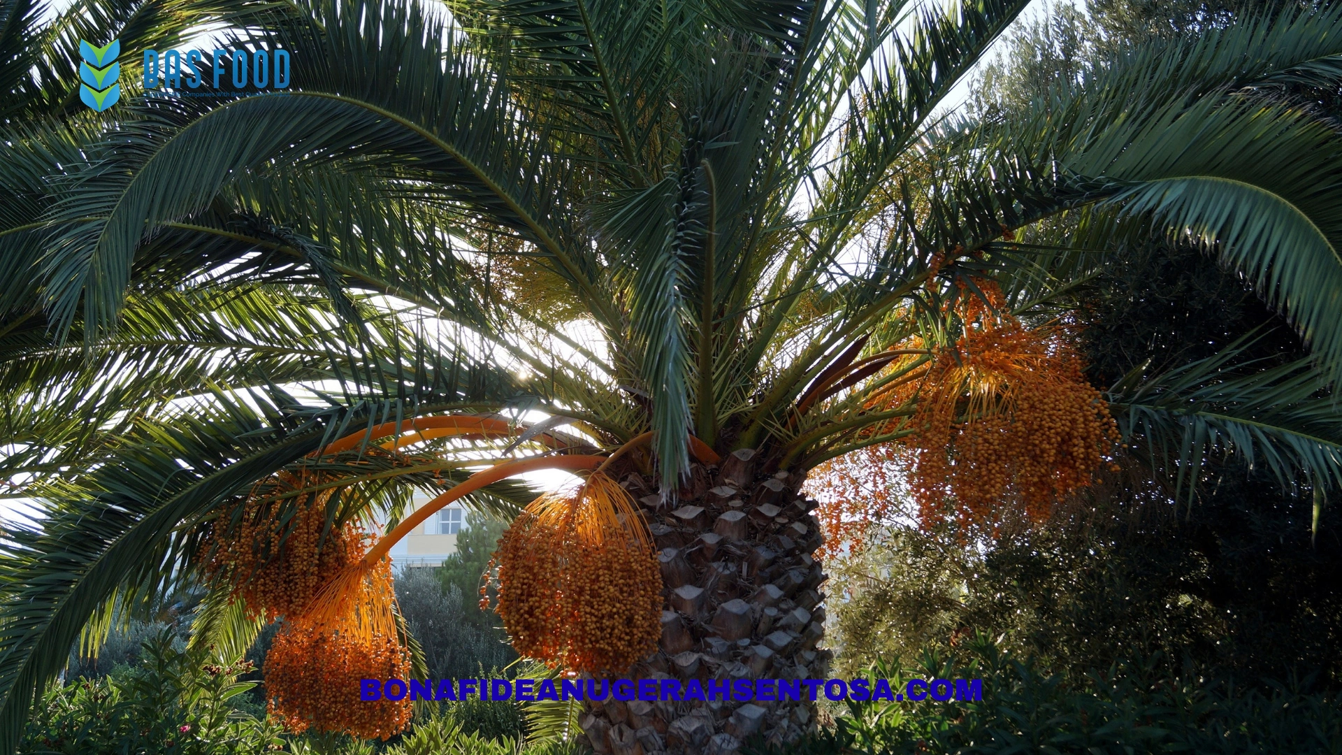palm sugar lead time